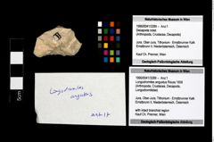 Foto (Objekt + Etikett) von Longodromites angustus (Reuss 1858)  (NHMW-GEO-1990-0041-3289)